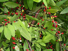 Image of the coca plant.